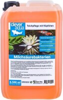Milchsäurebakterien